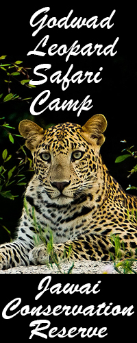 Godwad Leopard Safari Camp - Jawai Conservation Reserve